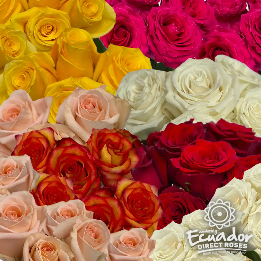 Shops VIVID BOUQUET Preserved Ecuadorian Roses