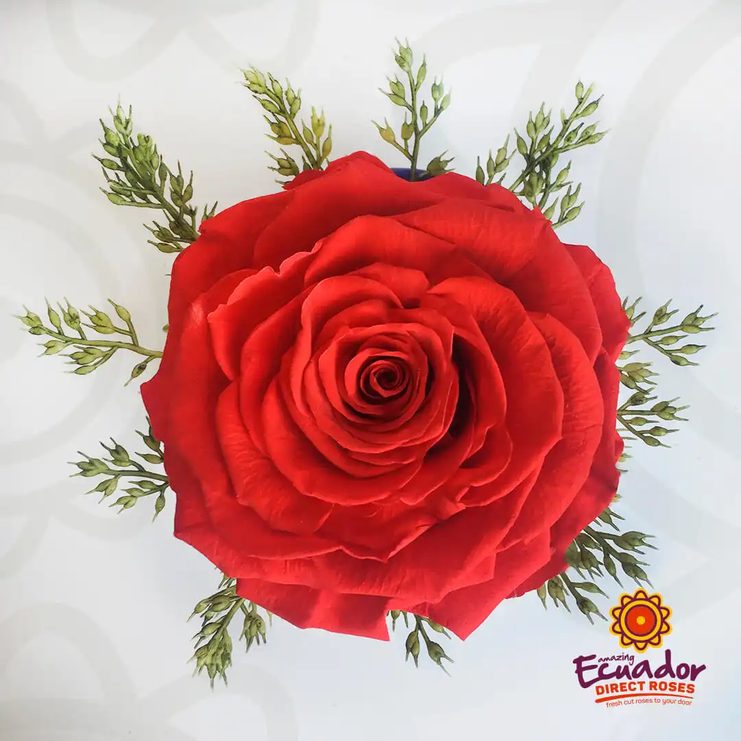 VIVID BOUQUET buy Preserved Ecuadorian Roses